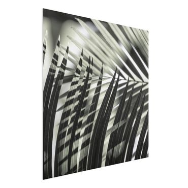 Print on forex - Interplay Of Shaddow And Light On Palm Fronds - Square 1:1