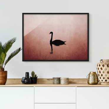 Framed poster - Swan In Sunset
