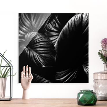 Glass print - Black And White Botany Hosta - Square