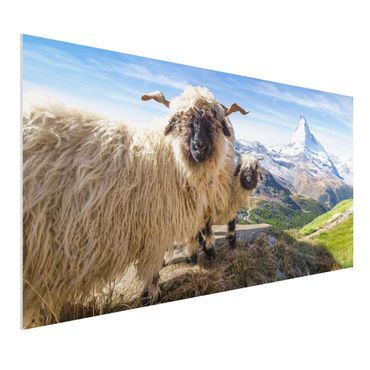 Print on forex - Blacknose Sheep Of Zermatt - Landscape format 2:1