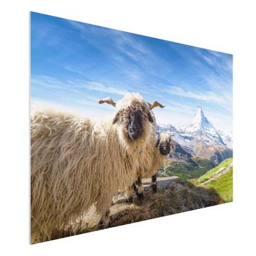 Print on forex - Blacknose Sheep Of Zermatt - Landscape format 3:2