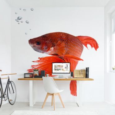 Wallpaper - Siamese Fighting Fish
