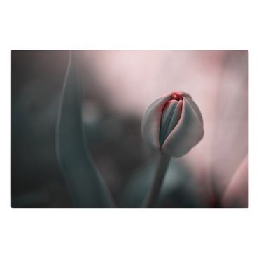 Print on canvas - Sensual Tulip - Landscape format 3:2