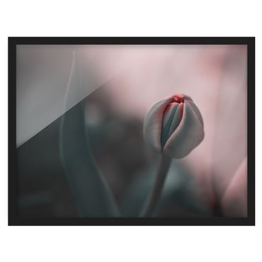 Framed prints - Sensual Tulip