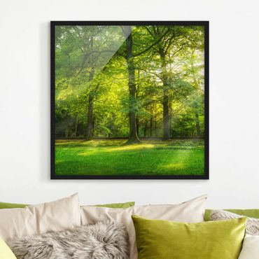 Framed poster - Walk In The Woods