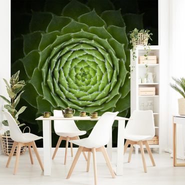 Wallpaper - Mandala Succulent