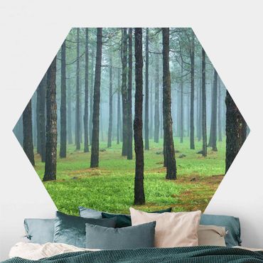 Self-adhesive hexagonal pattern wallpaper - Deep Forest With Pine Trees On La Palma