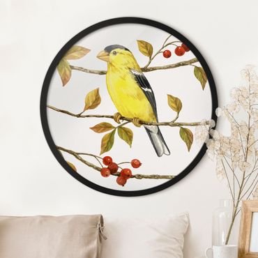 Circular framed print - Birds And Berries - American Goldfinch