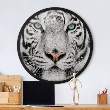 Circular framed print - White Tiger