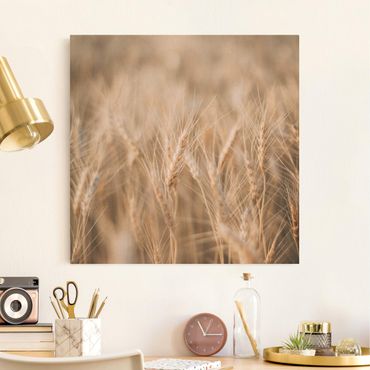Natural canvas print - Wheat Field - Square 1:1