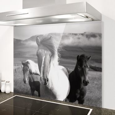 Splashback - Wild Horses Black And White - Landscape format 4:3
