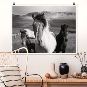 Poster - Wild Horses Black And White