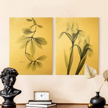 Print on canvas - X-Ray - Hoya Leaves & Iris