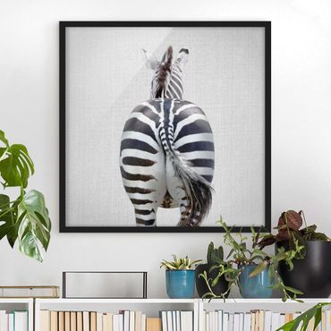 Framed poster - Zebra From Behind