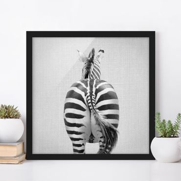 Framed poster - Zebra From Behind Black And White