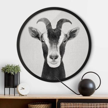 Circular framed print - Goat Zora Black And White