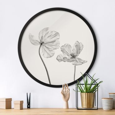 Circular framed print - Two Delicate White Tulips