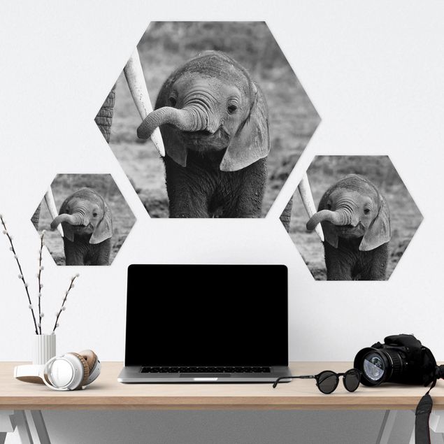 Forex hexagon - Baby Elephant