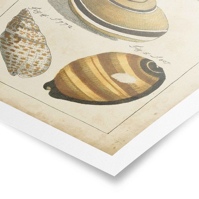 Poster - Vintage Worm Drawing Yellow