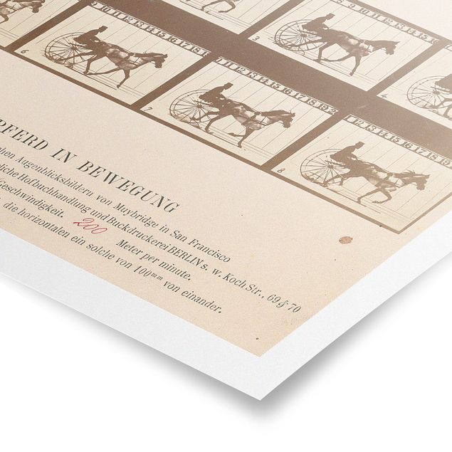 Poster - Eadweard Muybridge - The horse in Motion