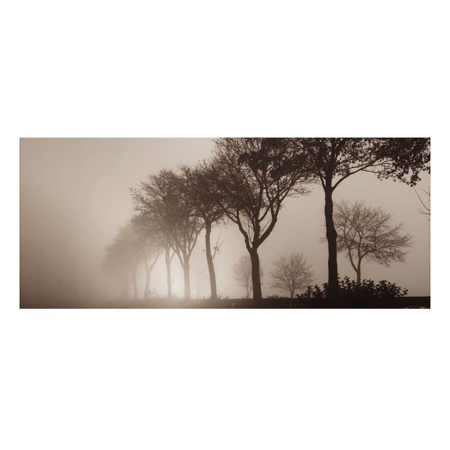 Print on aluminium - Tree Avanue In Morning Mist