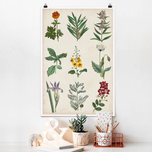 Poster flowers - Botanical Poster II