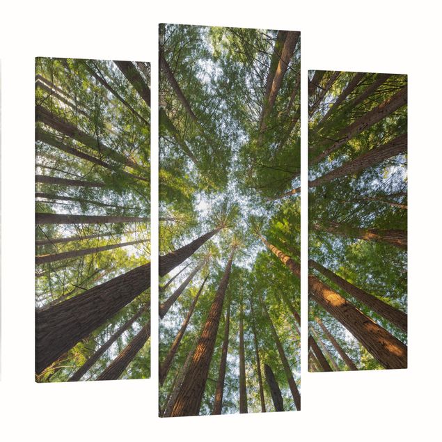 Print on canvas 3 parts - Sequoia Tree Tops