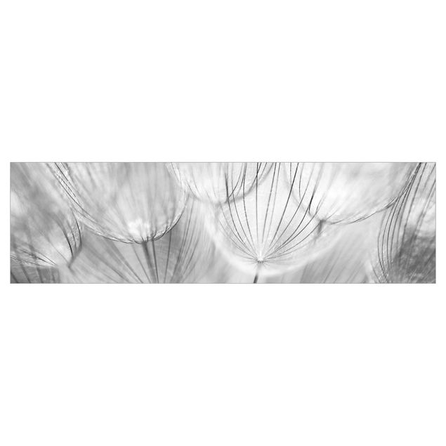Kitchen wall cladding - Dandelions Macro Shot In Black And White