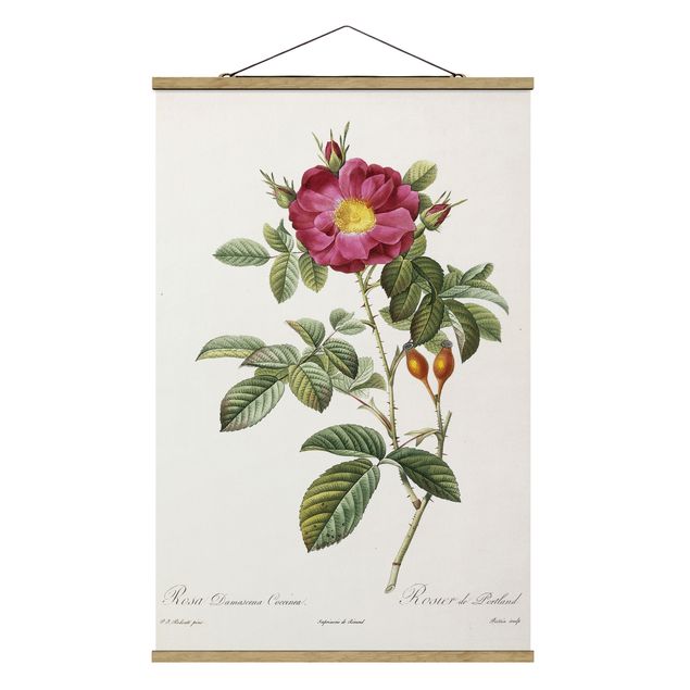 Fabric print with poster hangers - Pierre Joseph Redoute - Portland Rose