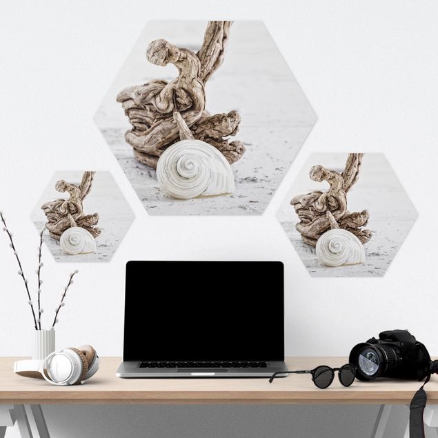 Hexagon Picture Forex - White Snail Shell And Burl