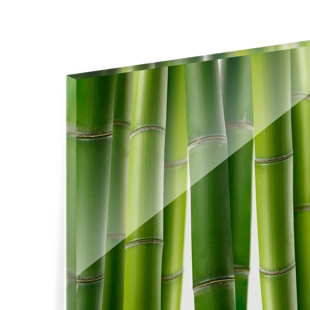 Splashback - Bamboo Plants