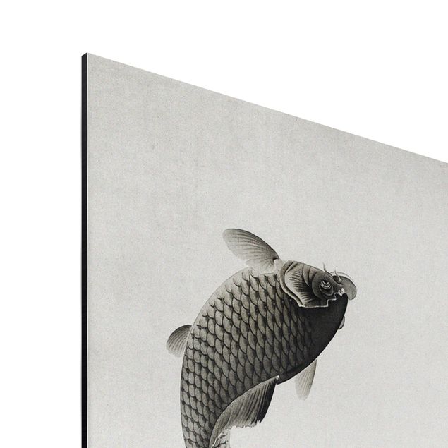 Print on aluminium - Vintage Illustration Asian Fish IIl