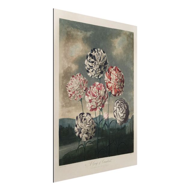Aluminium dibond Botany Vintage Illustration Blue And Red Carnations