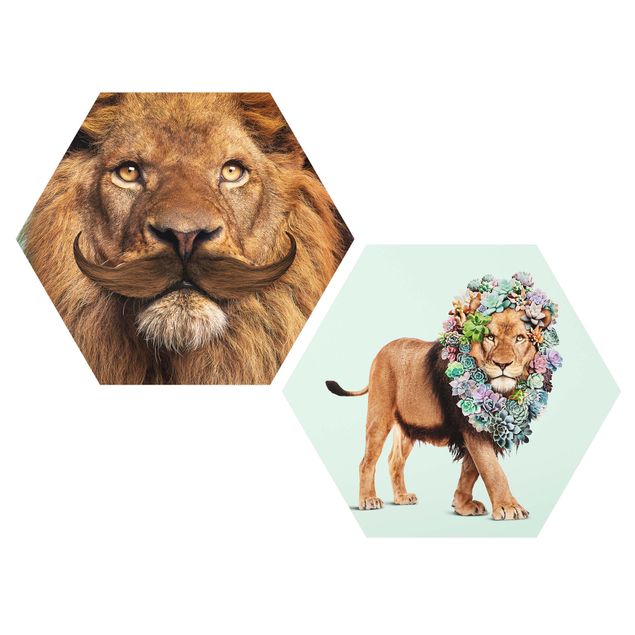 Forex hexagon - Lion Beard And Succulents