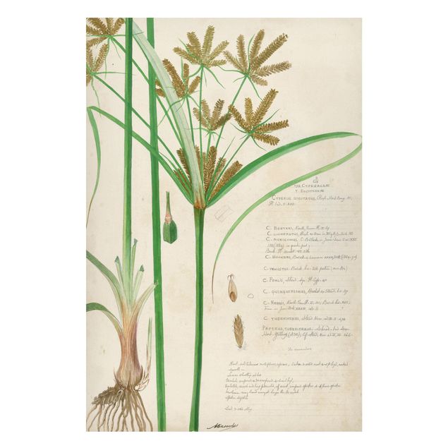Magnetic memo board - Vintage Botany Drawing Grasses I