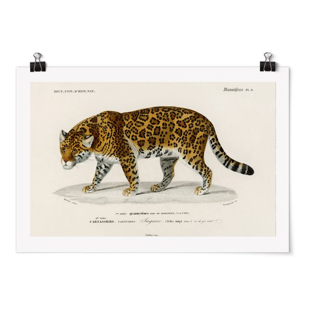 Poster - Vintage Board Jaguar