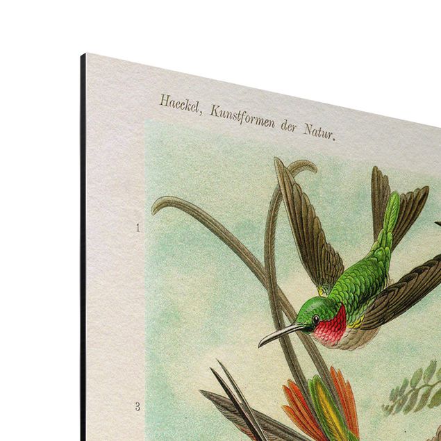 Print on aluminium - Vintage Board Hummingbirds