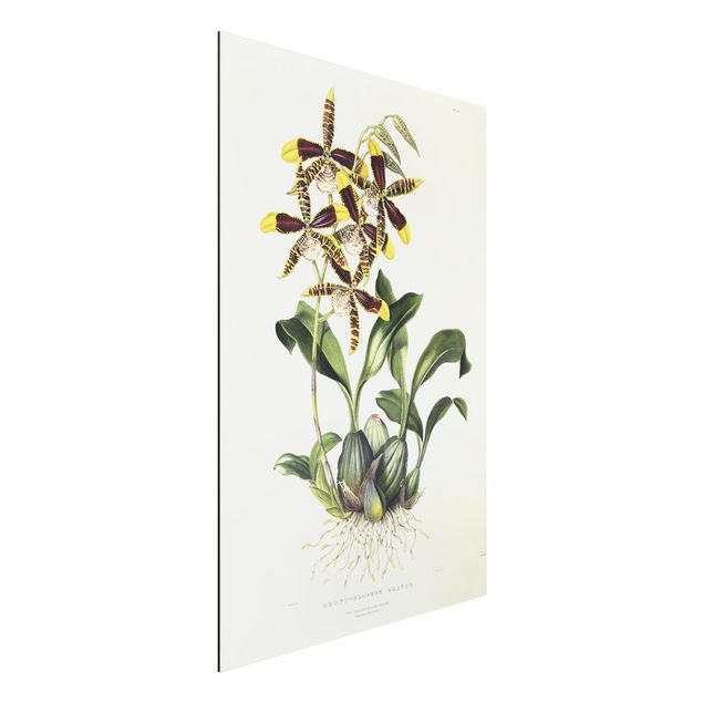 Alu dibond Maxim Gauci - Orchid II