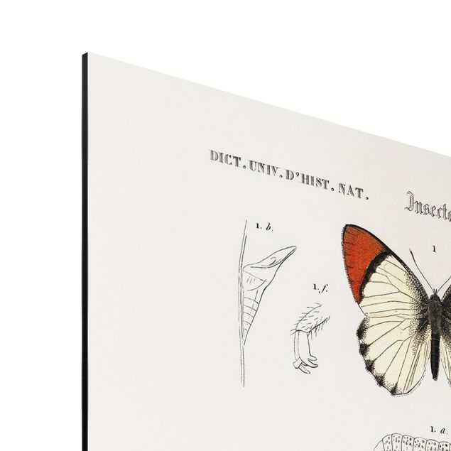 Print on aluminium - Vintage Board Butterflies II
