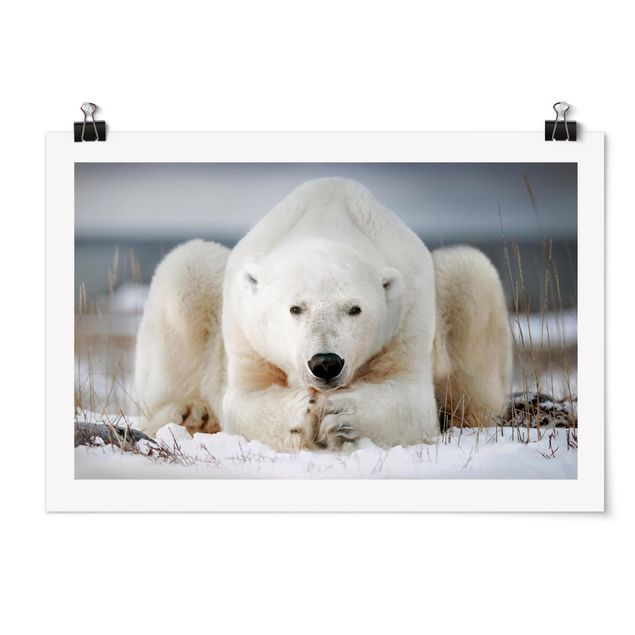 Poster - Contemplative Polar Bear