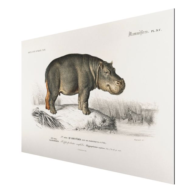 Print on aluminium - Vintage Board Hippo