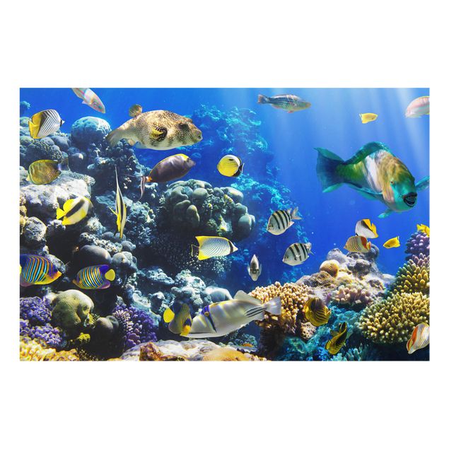Glass splashback Underwater Reef