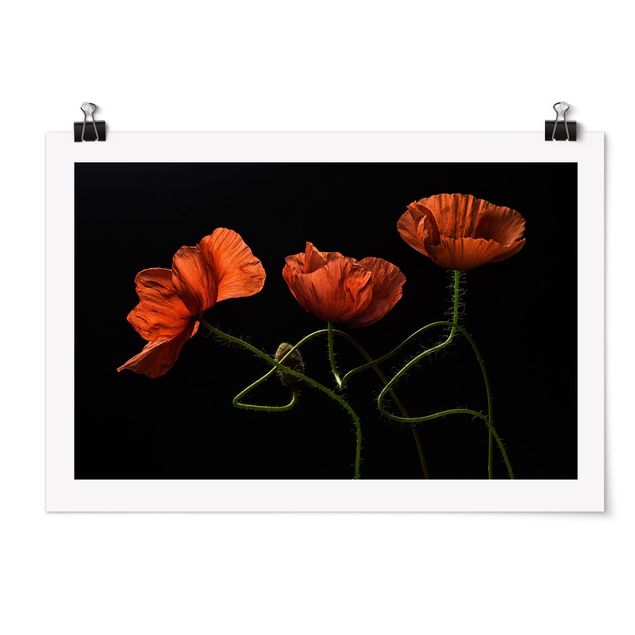 Poster - Poppies At Midnight