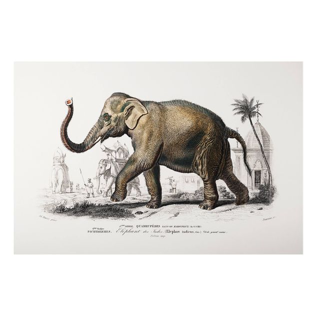 Print on aluminium - Vintage Board Elephant