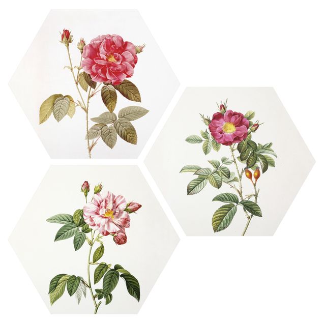Forex hexagon - Pierre Joseph Redouté - Roses