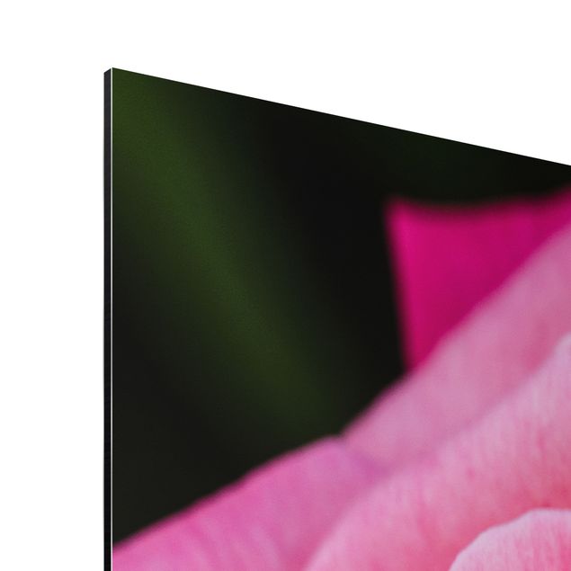 Print on aluminium - Pink Rose Flowers Green Backdrop