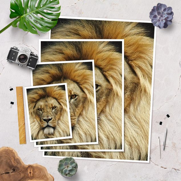 Poster animals - Wisdom Of Lion