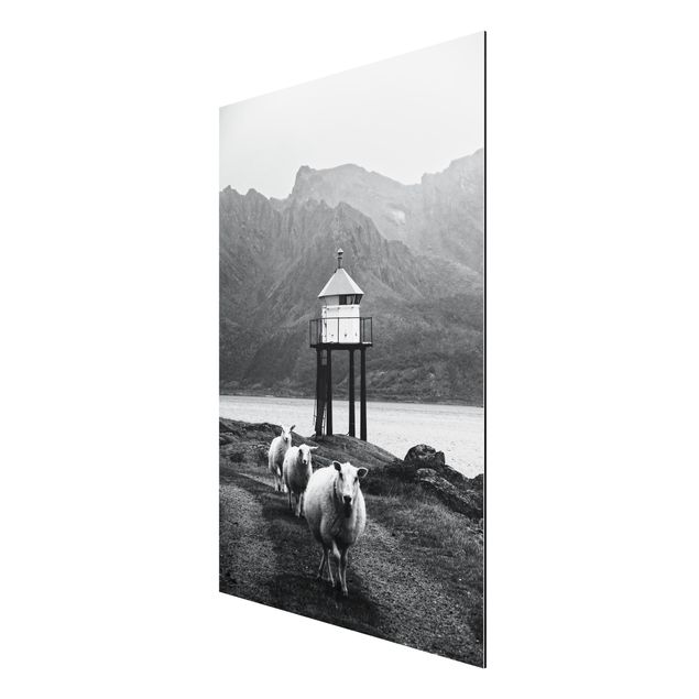 Print on aluminium - Three Sheep On the Lofoten