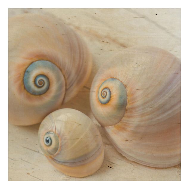 Print on wood - Clam Trio On Wood