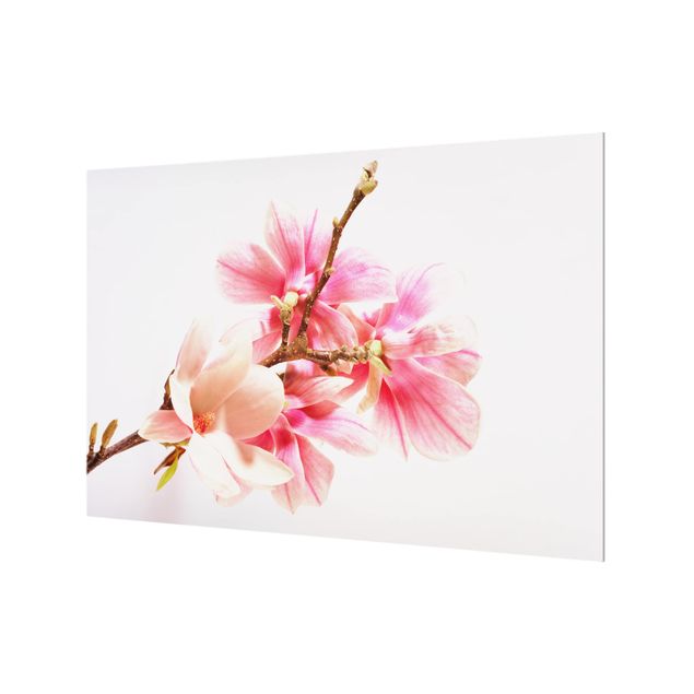 Splashback - Magnolia Blossoms
